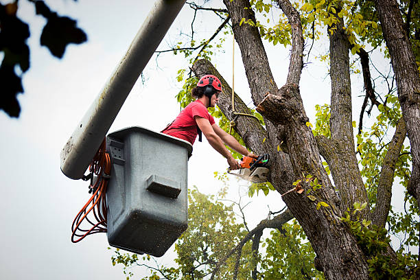 Tree Branch Trimming in Prescott, AR